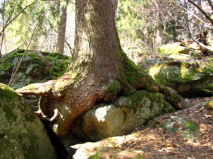 Wurzelwanderung mit Anita @ Rottenhof- Oafoch aus der Natur